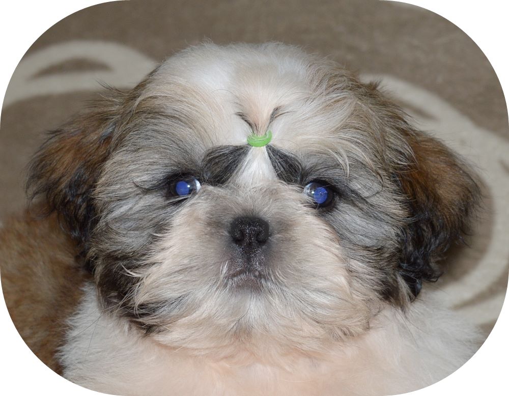 cachorro shih tzu filhote macho